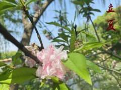 【立夏养生季】老话说得好：“立夏吃4宝，一年没烦恼”